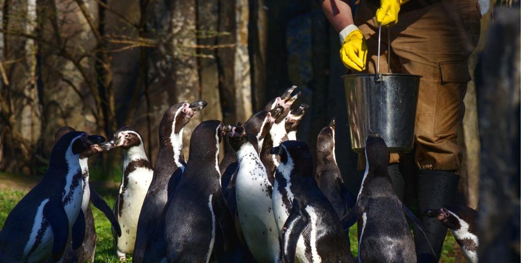 动物园管理员正在喂一群企鹅